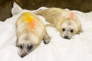 twin seal pups
